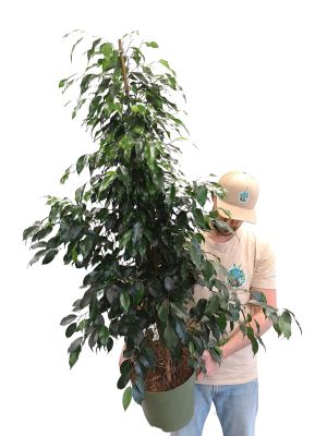 Birkenfeige Ficus Benjamina Danielle