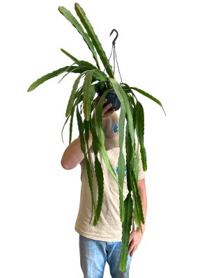 Hanging pot - Epiphyllum Ackermannii - Large