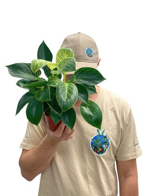 Philodendron White Wave