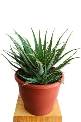 Aloe Arborescens Bio - Gross
