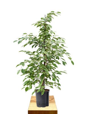 Hydro - Ficus benjamina Golden King