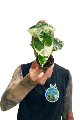 Baby Alocasia Frydek Variegata