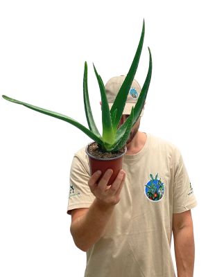 Echte Aloe Vera Bio