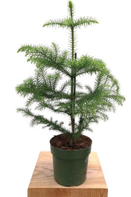 ALT: Zimmertanne Araucaria heterophylla
