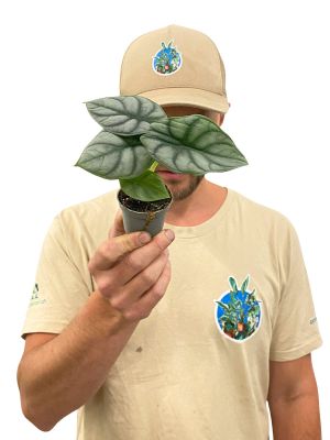 Baby Alocasia Silver Dragon