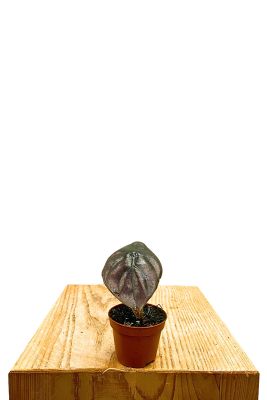 Baby Alocasia Red Secret