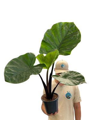 Alocasia Dark Star