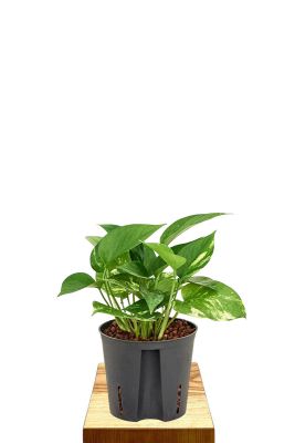 Hydro - Scindapsus Epipremnum Aureum