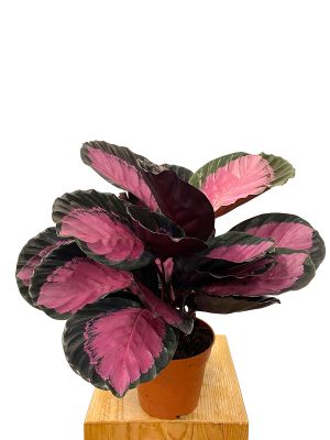 Calathea Roseopicta Crimson