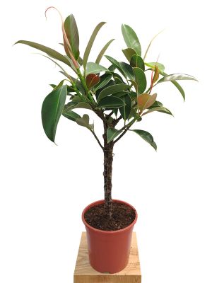 Ficus el Melany