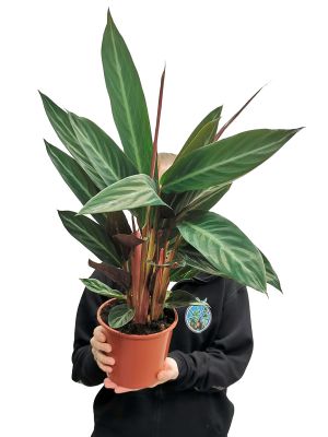 Stromanthe Stripestar