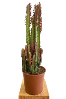 Euphorbia Trigona Rubra