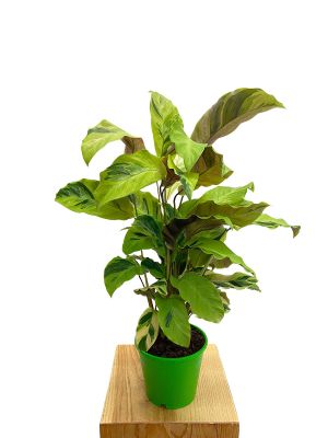 Calathea Yellow Fusion