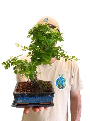 Bonsai Ligustrum Sinense - Ø20 cm