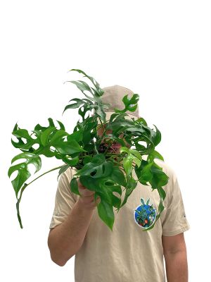 Monstera Minima