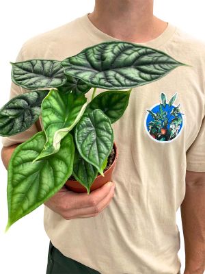 Alocasia Dragon Scale - Ø12 cm