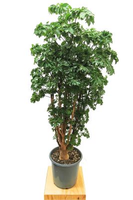 Fiederaralie Polyscias Roble