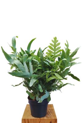 Blaufarn Phlebodium Blue Star