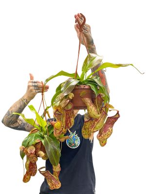 Kannenpflanze Nepenthes Gaya