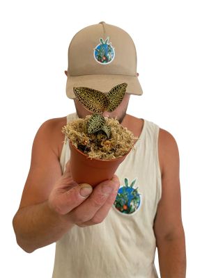 Juwelorchidee Ludisia Topaz