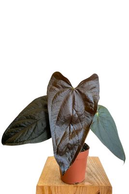Anthurium Queen of Hearts