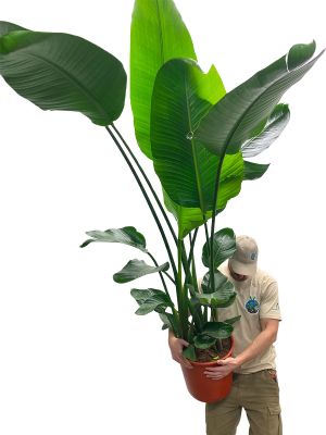 Strelitzia Nicolai - Gross