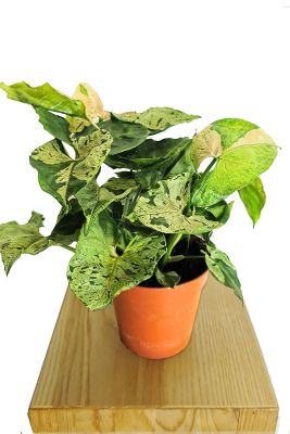 Syngonium Green Splash
