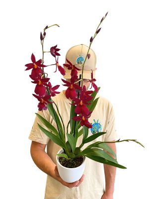 Orchidee Nelly Isler Red Velvet im Keramiktopf