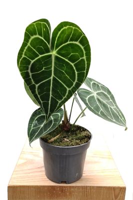 Anthurium Clarinervium