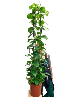 Goldene Efeutute Epipremnum Aureum Gitter - Gross