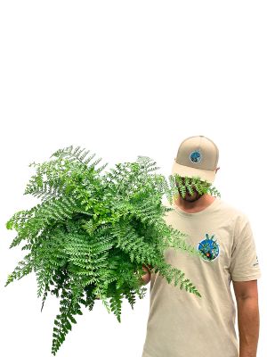 Asplenium Parvati - Gross