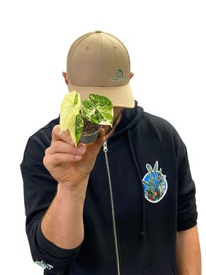 Alocasia Dragon Scale Variegata