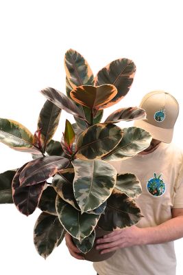Ficus Elastica Belize 