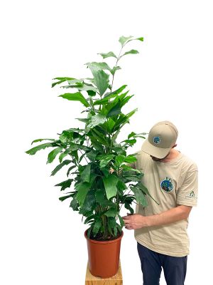 Fischschwanzpalme Caryota Mitis