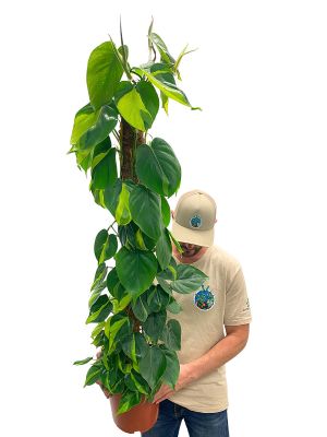 Philodendron Brasil Moosstab
