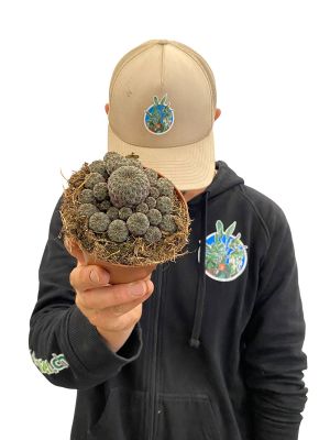 Sulcorebutia Rauschii Violacidermis