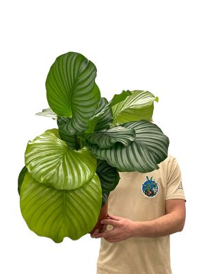 Calathea Orbifolia