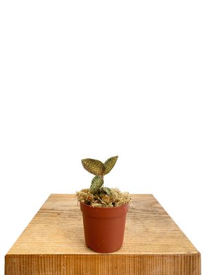 Juwelorchidee Ludisia Topaz