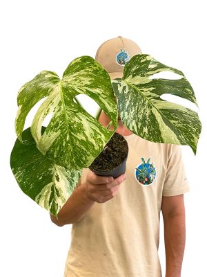 Monstera Deliciosa Variegata 30cm