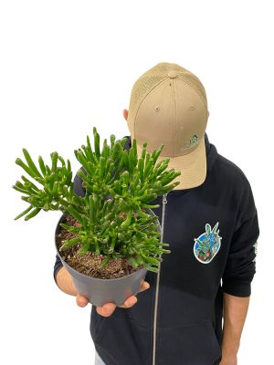 Geldbaum Crassula Gollum