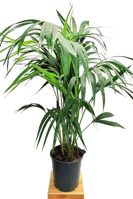 Kentiapalme Howea forsteriana