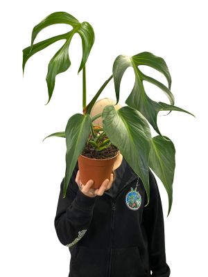 Monstera Burle Marx Flame