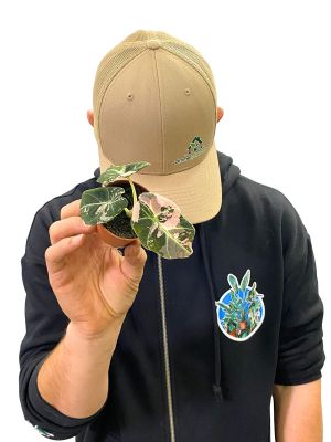 Alocasia Black Velvet Pink Variegated