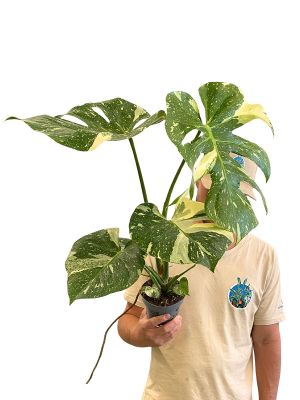 Monstera Thai Constellation
