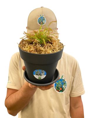 Sonnentau Drosera Capensis