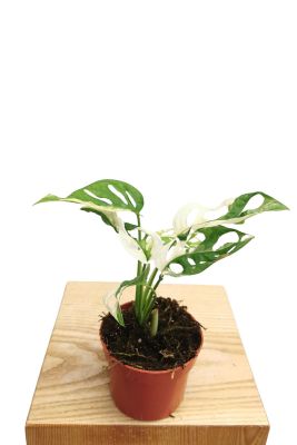 Monstera Adansonii Variegata