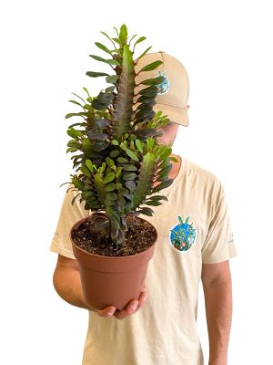 Euphorbia Trigona Rubra