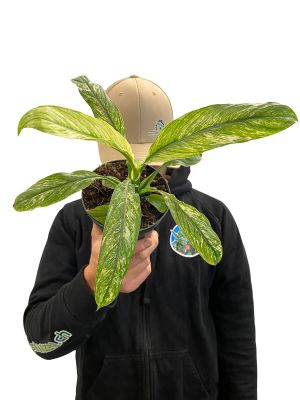 Spathiphyllum Sensation Variegata