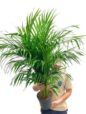 Dypsis Areca Goldfruchtpalme