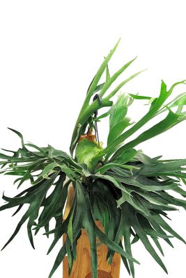 Hänger - Geweihfarn Platycerium Bifucatum